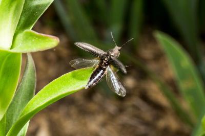 <i>Cidnopus pilosus</i>