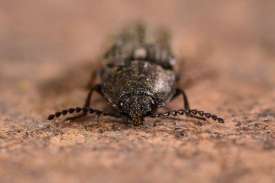 <i>Cidnopus pilosus</i>