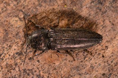 <i>Cidnopus pilosus</i>