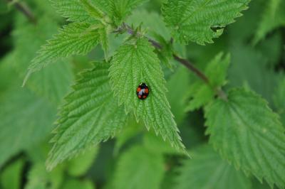 <i>Harmonia axyridis</i>