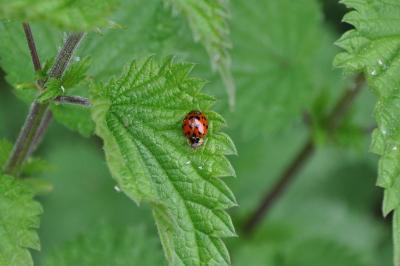 <i>Harmonia axyridis</i>