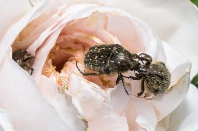 <i>Oxythyrea funesta</i>