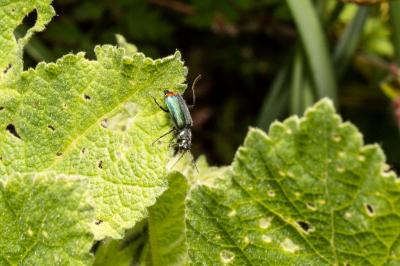 <i>Malachius</i>