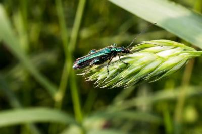 <i>Oedemera nobilis</i>