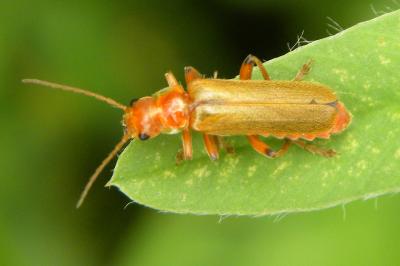 <i>Cantharis</i>