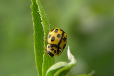 <i>Propylea quatuordecimpunctata</i>