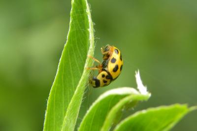 <i>Propylea quatuordecimpunctata</i>