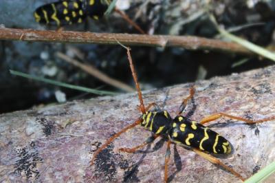 <i>Plagionotus arcuatus</i>