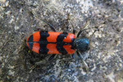 <i>Trichodes alvearius</i>