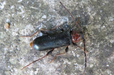 <i>Phymatodes testaceus</i>