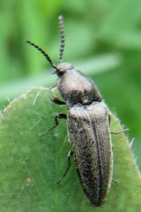 <i>Cidnopus pilosus</i>