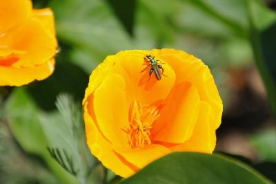 <i>Oedemera nobilis</i>