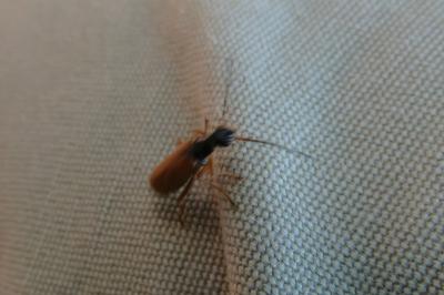 <i>Rhagonycha lignosa</i>