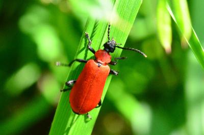<i>Pyrochroa coccinea</i>