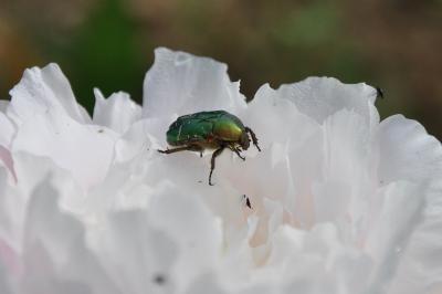 <i>Cetonia aurata</i>