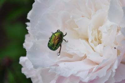<i>Cetonia aurata</i>