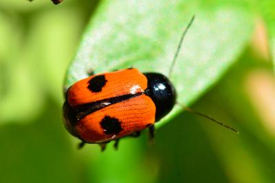 <i>Cryptocephalus bipunctatus</i>