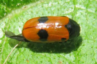 <i>Clytra laeviuscula</i>