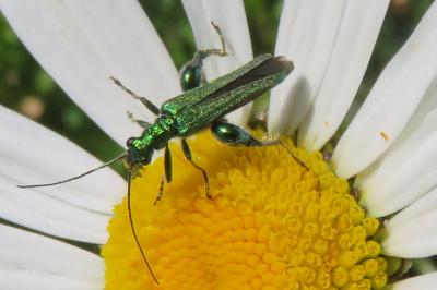 <i>Oedemera nobilis</i>