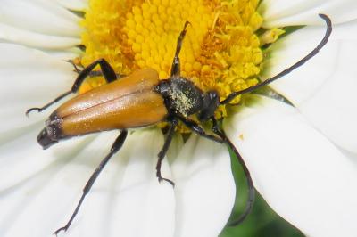 <i>Stictoleptura fulva</i>