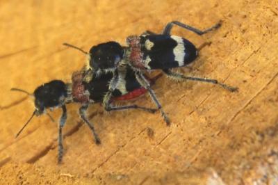<i>Clerus mutillarius</i>