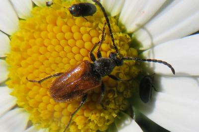 <i>Pseudovadonia livida</i>
