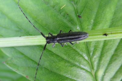<i>Agapanthia</i>