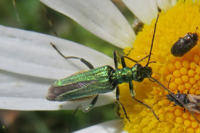 <i>Oedemera nobilis</i>