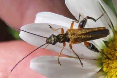 <i>Oedemera podagrariae</i>