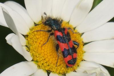 <i>Trichodes alvearius</i>