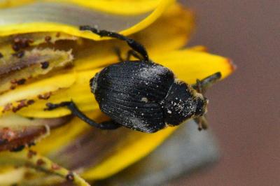 <i>Mononychus punctumalbum</i>