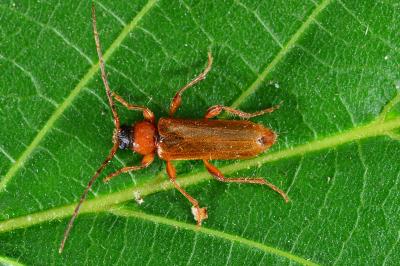 <i>Phymatodes testaceus</i>