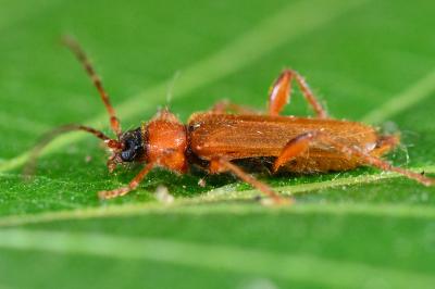 <i>Phymatodes testaceus</i>