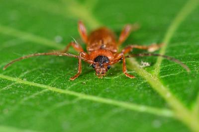 <i>Phymatodes testaceus</i>