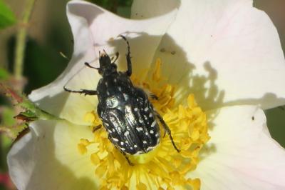 <i>Oxythyrea funesta</i>