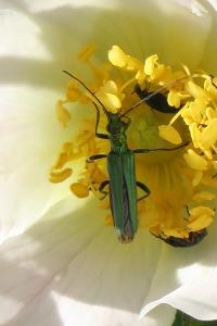 <i>Oedemera nobilis</i>