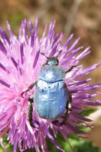 <i>Hoplia coerulea</i>