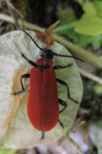 <i>Pyrochroa coccinea</i>