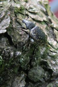 <i>Otiorhynchus aurifer</i>