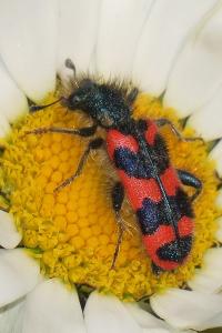<i>Trichodes alvearius</i>