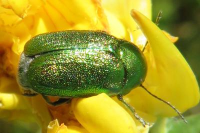 <i>Cryptocephalus</i>