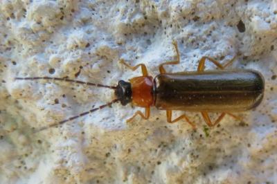 <i>Rhagonycha lutea</i>