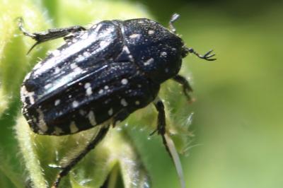 <i>Oxythyrea funesta</i>