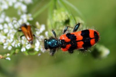 <i>Trichodes alvearius</i>
