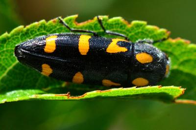 <i>Ptosima undecimmaculata</i>