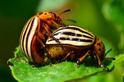 <i>Leptinotarsa decemlineata</i>