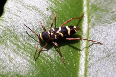 <i>Clytus arietis</i>