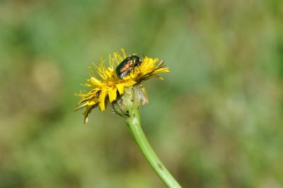 <i>Cryptocephalus</i>