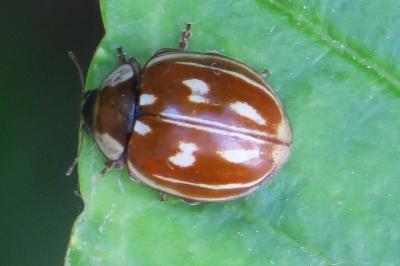<i>Myzia oblongoguttata</i>