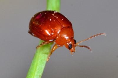<i>Sphaeroderma</i>